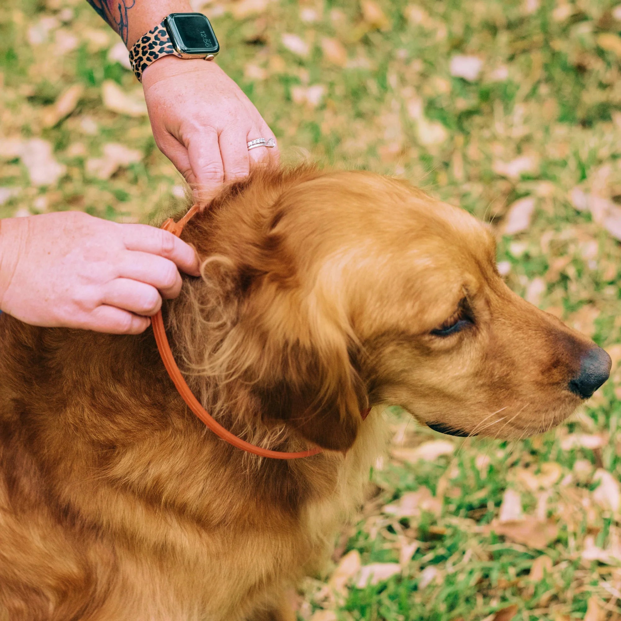 Flea & Tick Collar for Dogs + Cats